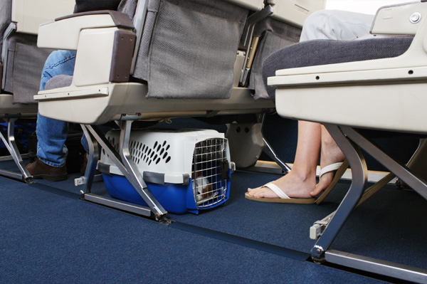Перевезення тварин в салоні літака