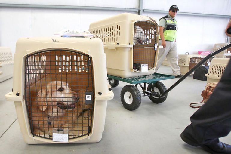 Підготовка собаки для перевезення літаком