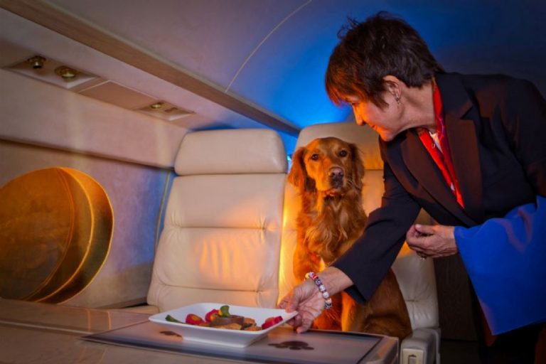 Перевезення собак в літаку
